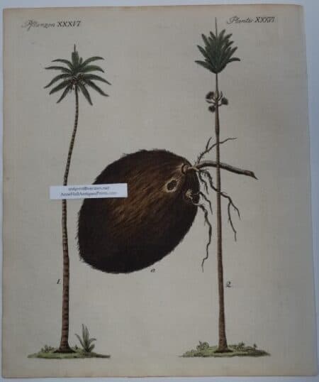 antique coconut palm engraving