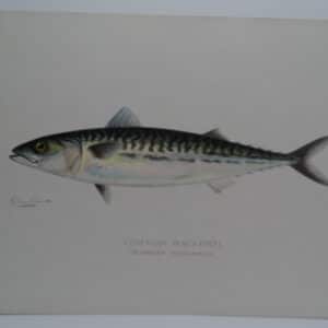 Scromber scrombus