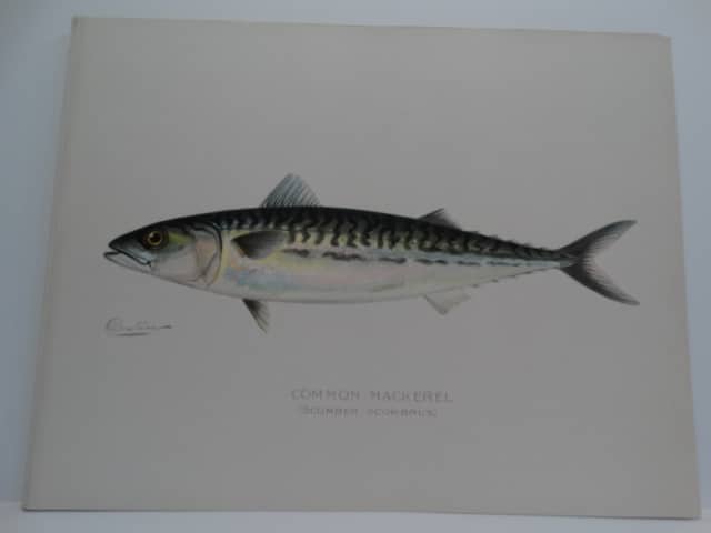 Scromber scrombus