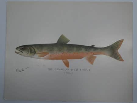 historic antique trout art