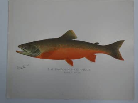 terracotta colored fish print