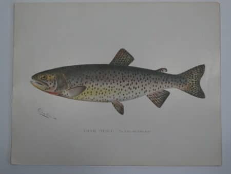Lake Take California Fish