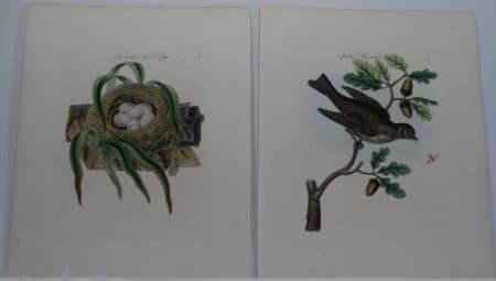 Bolton Birds Nests Eggs