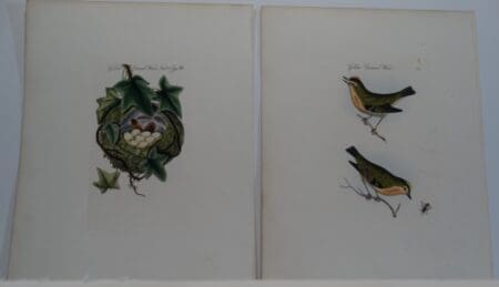 Bolton Birds Nests Eggs