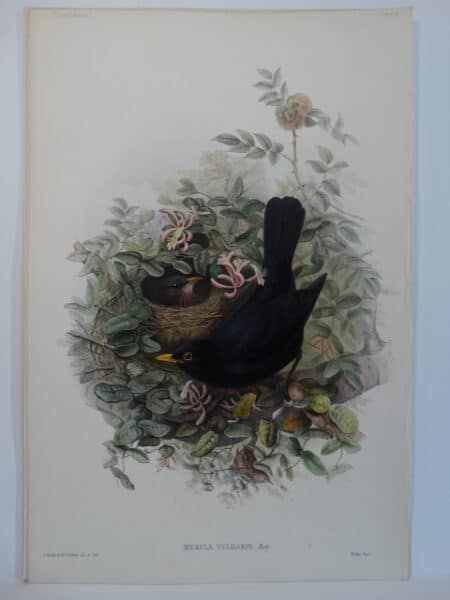 John Gould Watercolor Lithograph