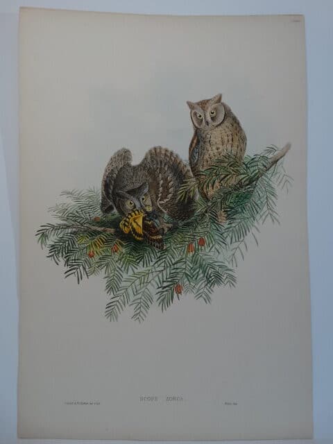 little scops ears owl