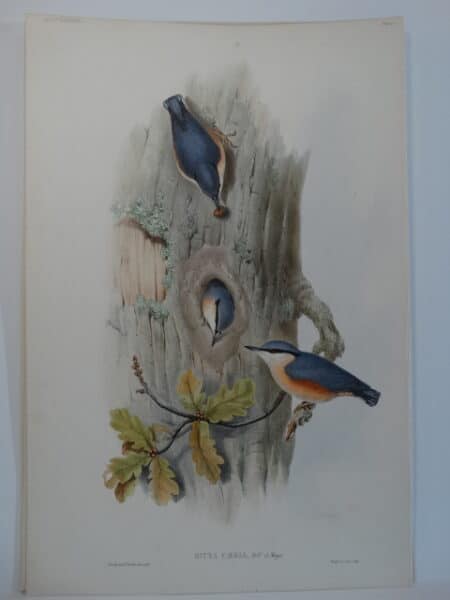 watercolor lithograph nuthatch nest
