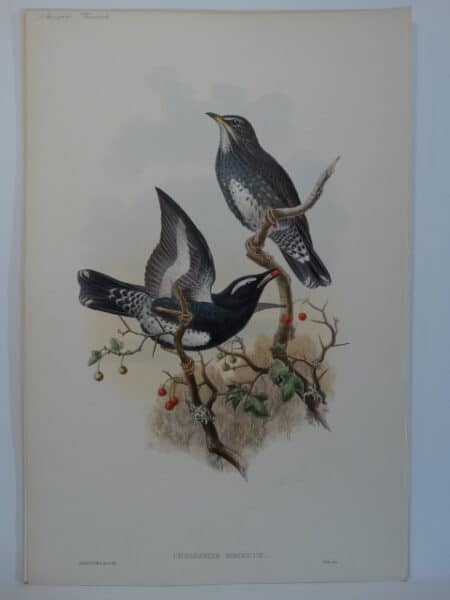 black white thrushes