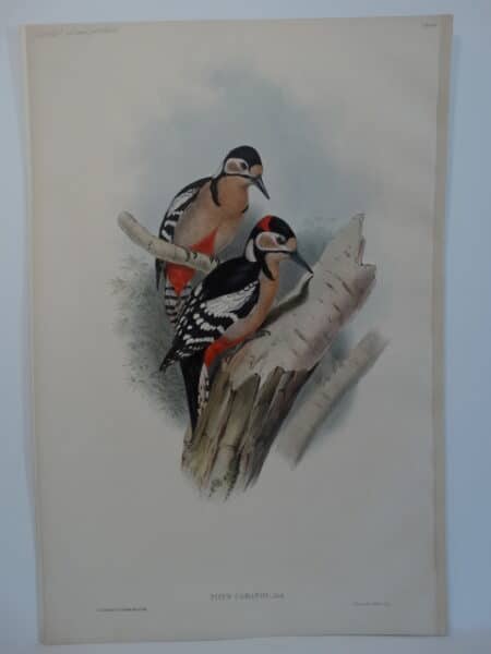 Antique Woodpeckers Lithograph