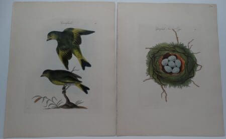 Loxia chloris Fringillidae
