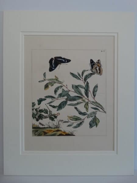 Butterfly transformation metamorphosis