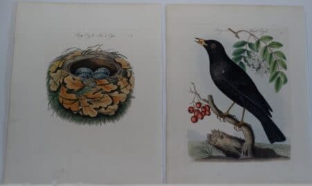 Bolton Birds Nests Eggs