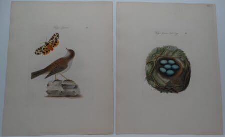 Prunella modularis Accentor modularis
