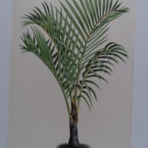 endangered Spindle Palm trees