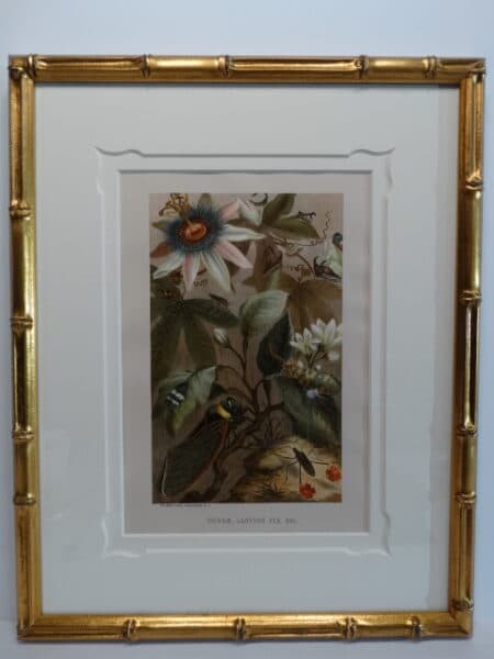 Framed in gold bamboo this set of three 19th century antique prints boast butterflies and other insects in the environment.