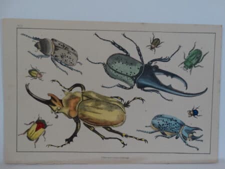 old insect prints engraving