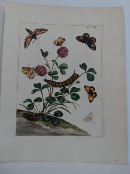 Aurelian Butterfly Society