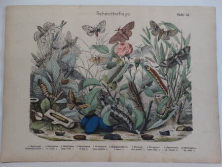 Shubert butterflies & moths engraving plate 55