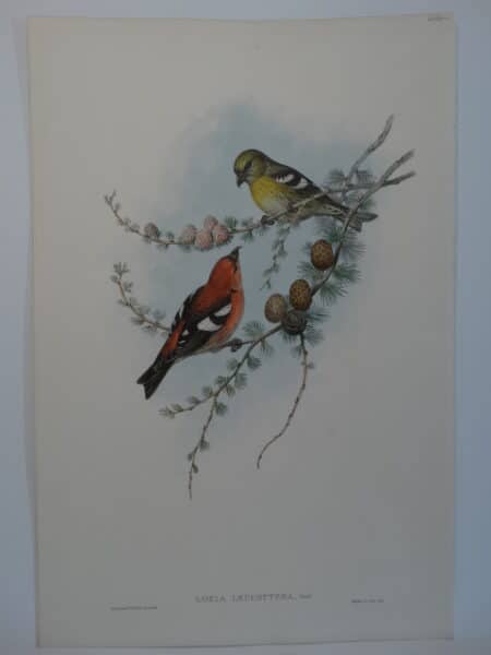 two-barred crossbill finch