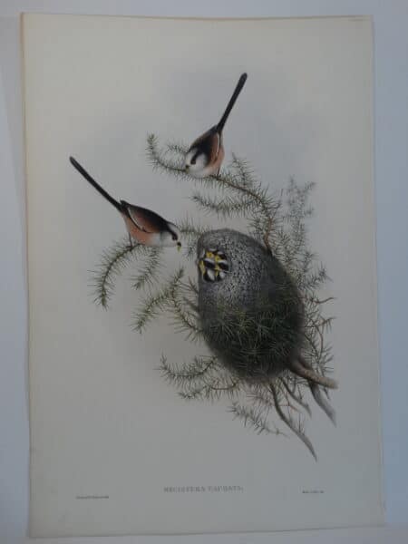 Long Tailed Titmice Nest