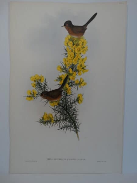 English Dartford Warbler Forsythia