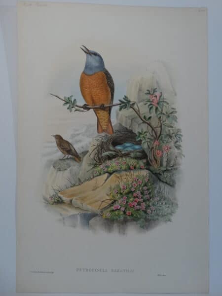 Singing Rock Thrush with nest