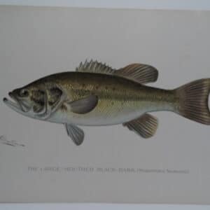 Micropterus salmoides