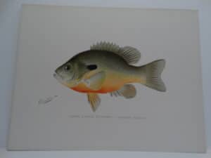 Lepomis megalotis auritus