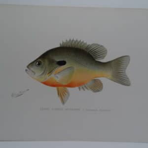 Lepomis megalotis auritus