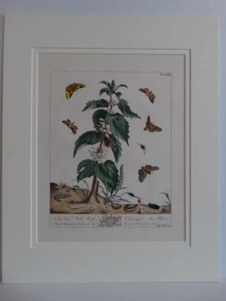 Spectacular Aurelian Insect Engraving