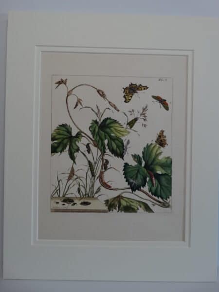 Spectacular 18th century watercolor