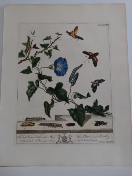 butterflies morning glory watercolor