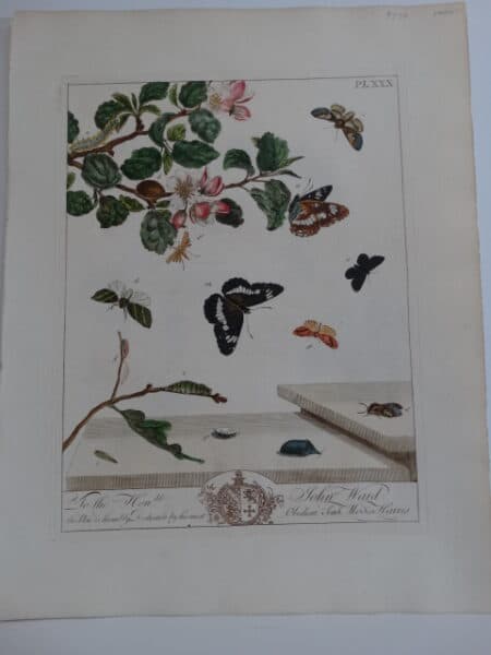 18th century insects prints