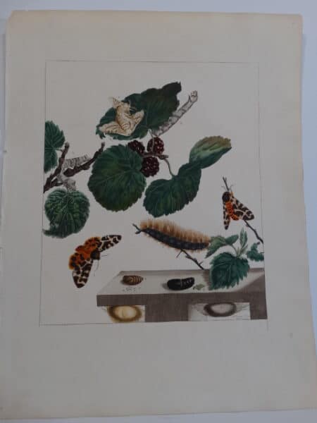 Aurelian English Entomology Engraving