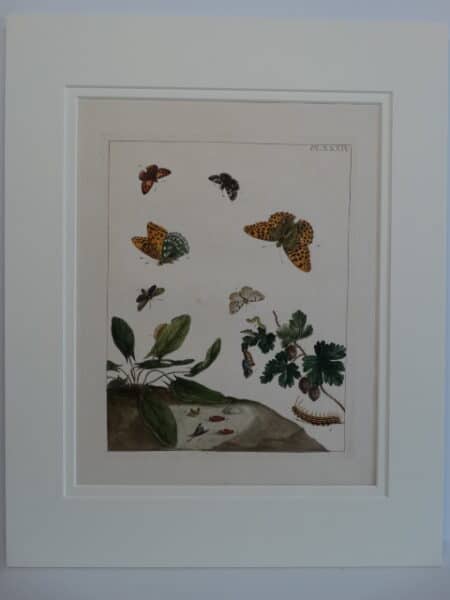 Moses Harris Butterfly Engraving