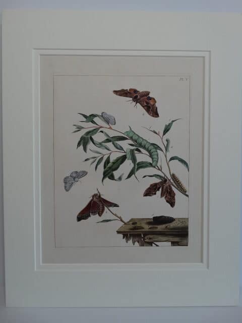 Spectacular 18th century art