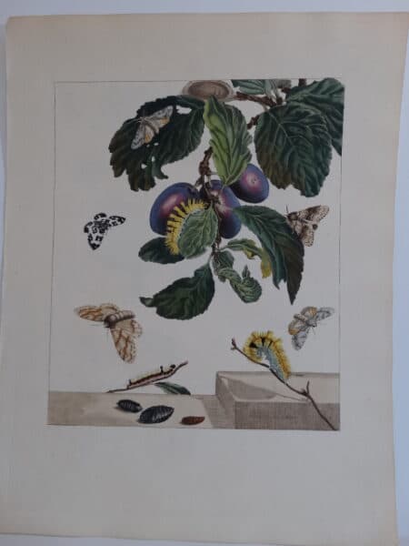 Aurelian antique butterfly engraving