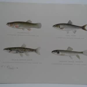 minnows shiners