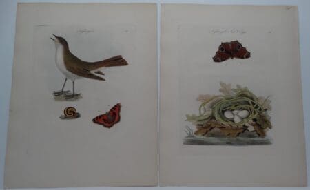 Prunella modularis Bolton Engraving