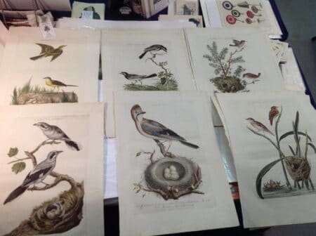 Collection Nozeman Bird Prints