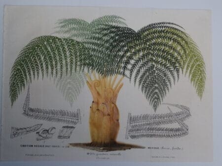 royal mexican tree fern Palm antique lithograph