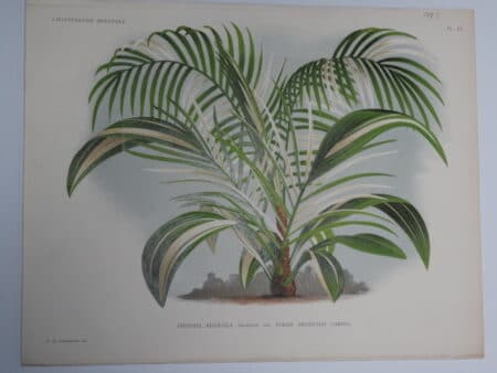 Cliff Date Palm Belgian antique lithograph