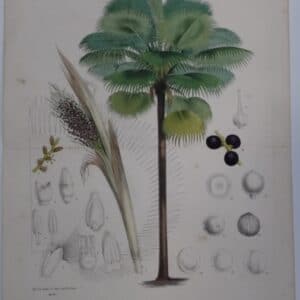 Fiji Fan Palm seed