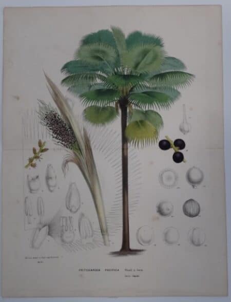 Fiji Fan Palm seed
