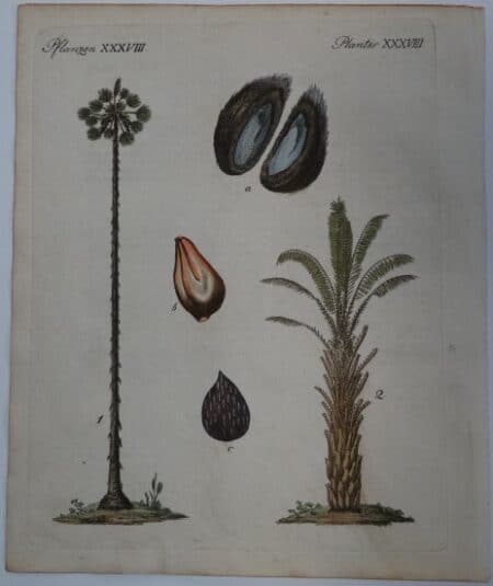 Date Nut Palm Trees Engraving