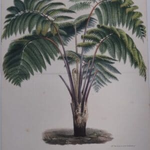 soft tree fern palm