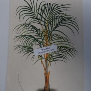 antique palm tree print