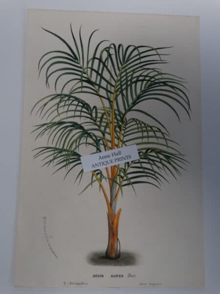 antique palm tree print