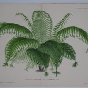 Medicinal Fern Antique Lithograph