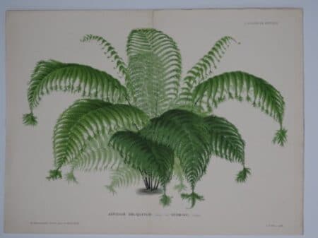 Medicinal Fern Antique Lithograph